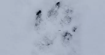 adeline pet sitter à AIX VILLEMAUR PALIS 10190