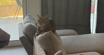 emma pet sitter à JUVIGNAC 34990_2