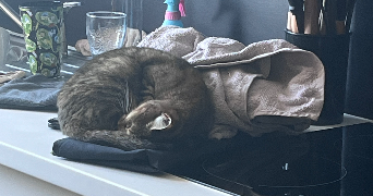 déborah pet sitter à NANTES 44300_1