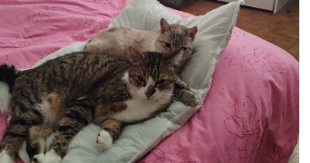 dominique pet sitter à AGEN 47000_0