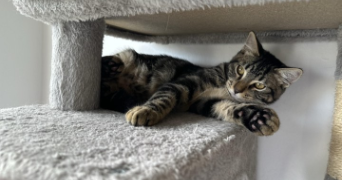 maxime pet sitter à THIONVILLE 57100_1