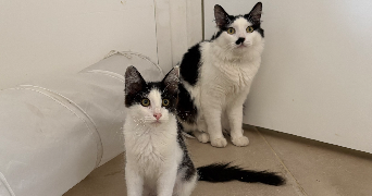 pauline pet sitter à MILHAUD 30540_2