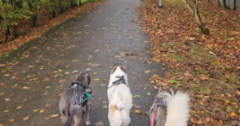 jessica pet sitter à ST BRIEUC 22000_2