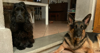 charlotte dog sitter à MURES 74540_9