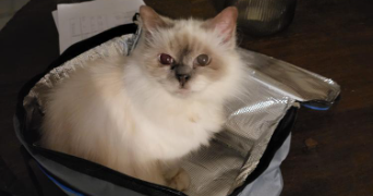 anaïs pet sitter à COURVAUDON 14260_3