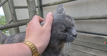 chloé pet sitter à GRENOBLE 38100_8