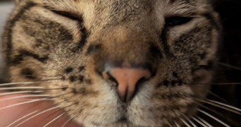 lisandre pet sitter à La vicomte sur Rance 22690_2