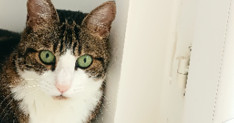 sarah pet sitter à PARIS 17 75017_1