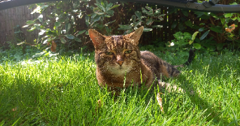 marine pet sitter à CHELLES 77500_4