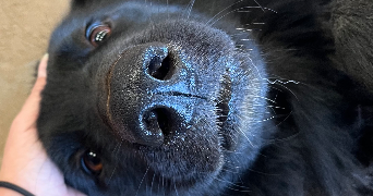 alice pet sitter à RENNES 35000_5