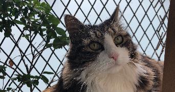 yannick cat sitter à PARIS 11 75011_1