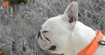 lucie pet sitter à DIJON 21000_1
