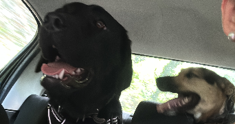 marion dog sitter à CHAMPAGNE SUR OISE 95660_2