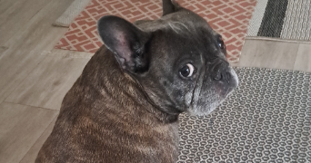 leslie pet sitter à BIARRITZ 64200_10