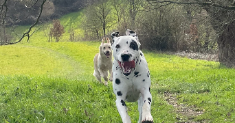 chloe pet sitter à LE GENEST ST ISLE 53940_1