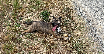 lucie pet sitter à TOULOUSE 31000_4