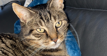 dorine pet sitter à COMPIEGNE 60200_0