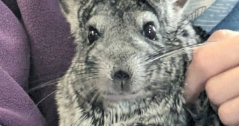 françoise pet sitter à ROSENAU 68128_0