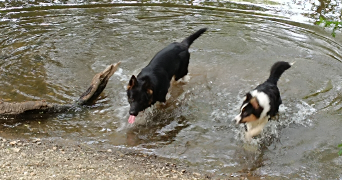 chrystelle pet sitter à BEAUPREAU EN MAUGES 49600_2