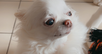 daisy pet sitter à DUNKERQUE 59140_6