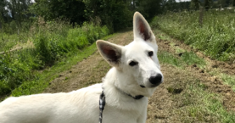 emma pet sitter à Belbeuf 76240_8