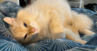 margot pet sitter à ANGERS 49100_3
