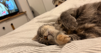 margot pet sitter à LILLE 59000_1