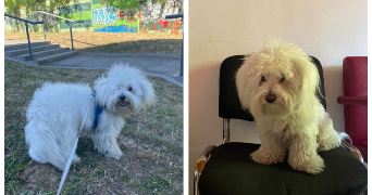 Thuy-Anh pet sitter à Arcueil 94110_6