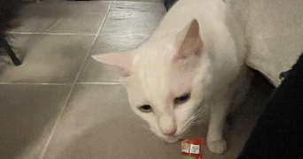 pauline pet sitter à MILHAUD 30540_4