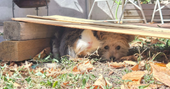 célie pet sitter à BOULIEU LES ANNONAY 07100_1