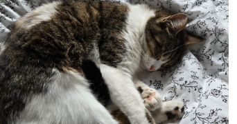 camille pet sitter à LE MANS 72000_1