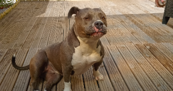 corinne pet sitter à CALAIS 62100_5