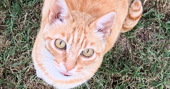 nelly pet sitter à TALENCE 33400_2