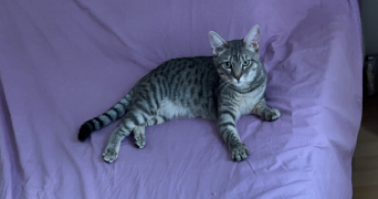 chloe cat sitter à CESSON 77240_0