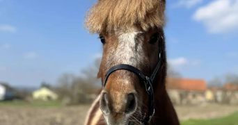 clara pet sitter à WISSEMBOURG 67160_1