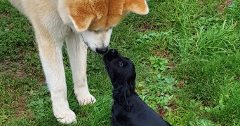 laura dog sitter à MISSILLAC 44780_0