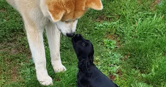 laura dog sitter à MISSILLAC 44780