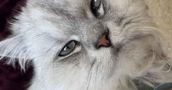 sabah pet sitter à GEX 01170_1