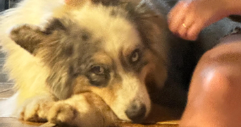 giovanna dog sitter à LYON 05 69005_3