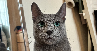 alizée pet sitter à BAGNEUX 92220_3