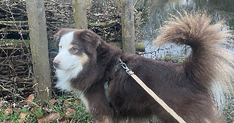 lola pet sitter à ABBEVILLE 80100_2