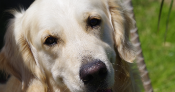 marine pet sitter à TREGUNC 29910_3