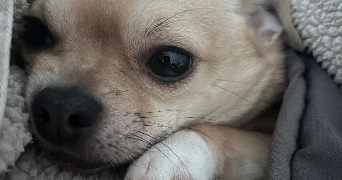 natty pet sitter à PERPIGNAN 66000_0