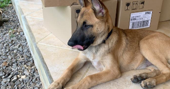 naïdie pet sitter à STRASBOURG 67000_1