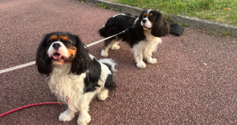 ana pet sitter à VERSAILLES 78000_2