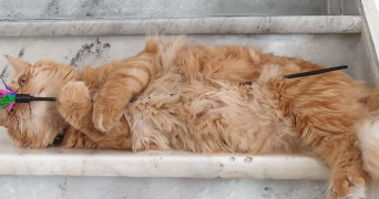 Lucia pet sitter à NICE 06200_1