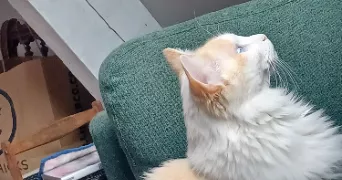 joane pet sitter à YVETOT 76190