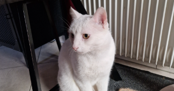 sarah pet sitter à STRASBOURG 67000_2