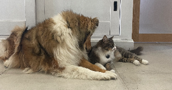 flore pet sitter à NICE 06000_3