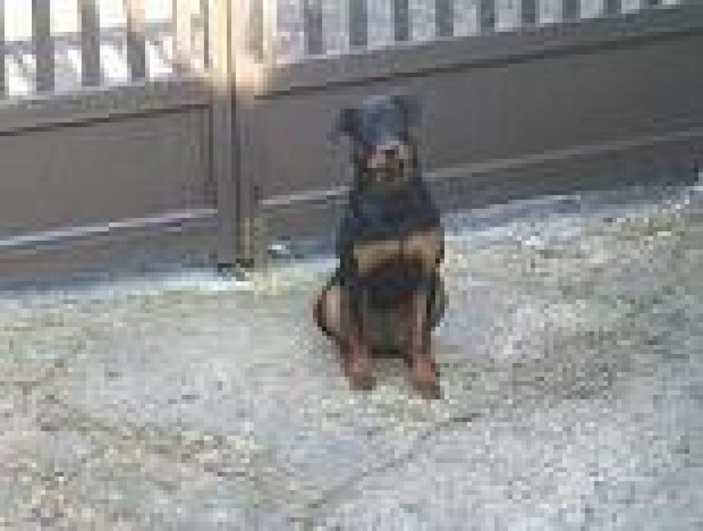 Laetitia dog sitter à Tiercé 49125_6